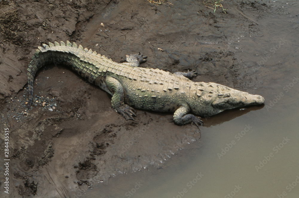 Costa Rica, American crocodile resting on bank of Tarcoles River Costa Rica, American crocodile resting on bank of Tarcoles River