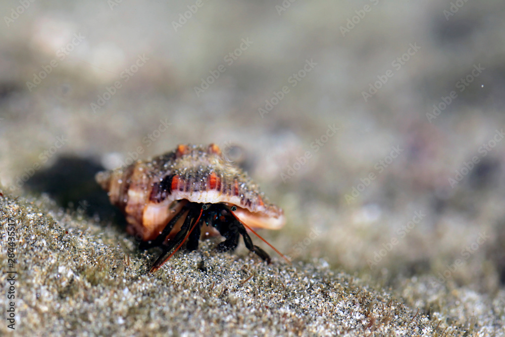 Central America; Costa Rica, Pacific Coast. Hermit Crab close-up.