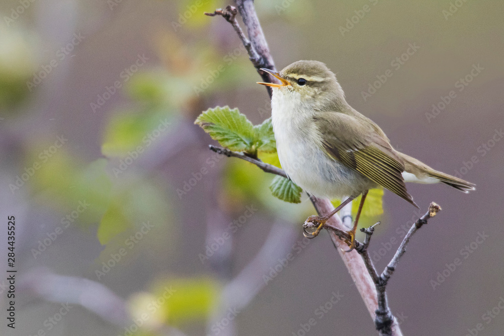 Arctic Warbler Singing Arctic Warbler Singing