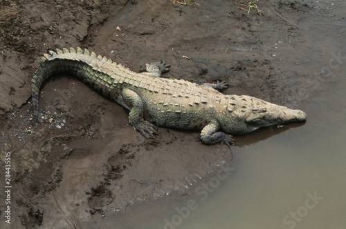 Costa Rica, American crocodile resting on bank of Tarcoles River