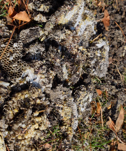 Destroyed hornet s nest. Drawn on the surface of a honeycomb hornet s nest. Larvae and pupae of wasps. Vespula vulgaris