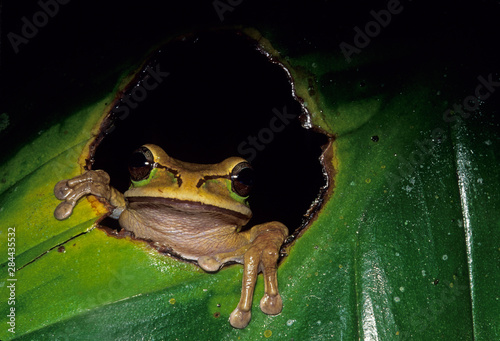 Frog, (Smilisca phaeota), sitting in leaf, Costa Rica. photo