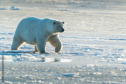 Polar Bears near Kaktovic  Alaska
