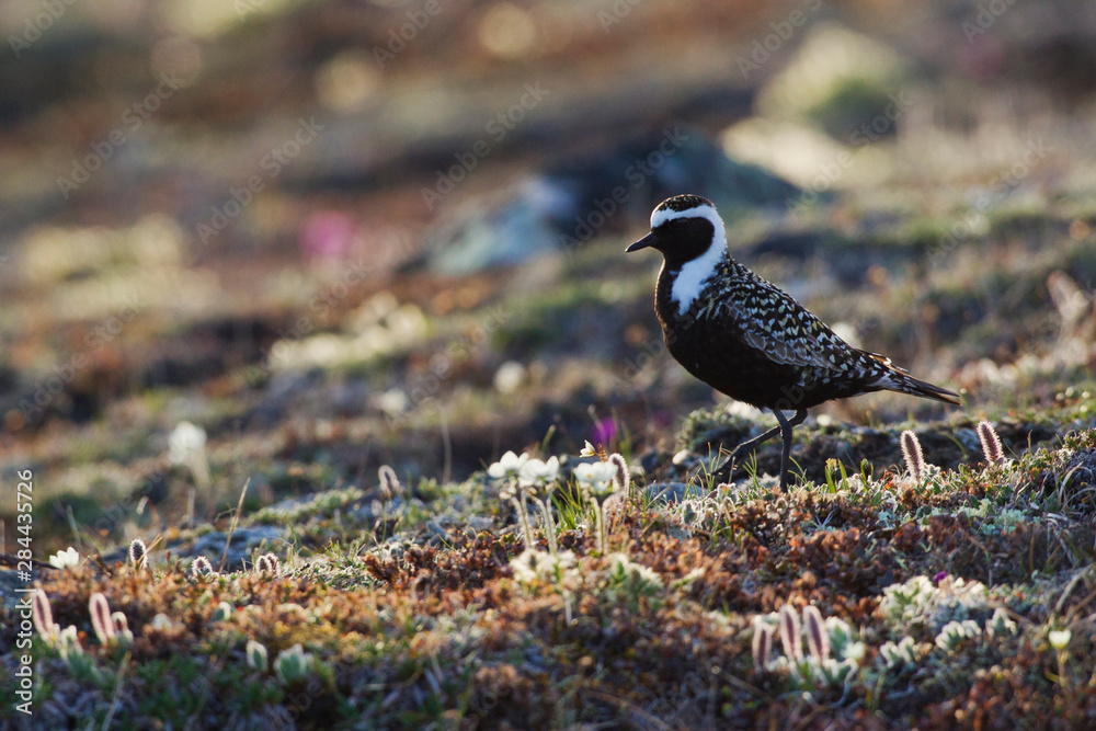 Obraz premium American Golden Plover