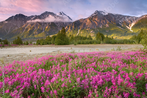 USA, Alaska, Alsek River Valley. View of wildflowers and Fairweather Range. Credit as: Don Paulson / Jaynes Gallery / Danita Delimont.com 