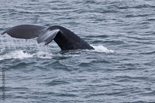 USA, Alaska, Inside Passage, Orcas Cruising