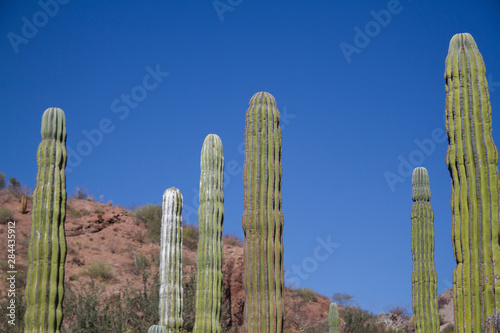 Cactus. Isla San Ildefonso. Baja California, Sea of Cortez, Mexico.