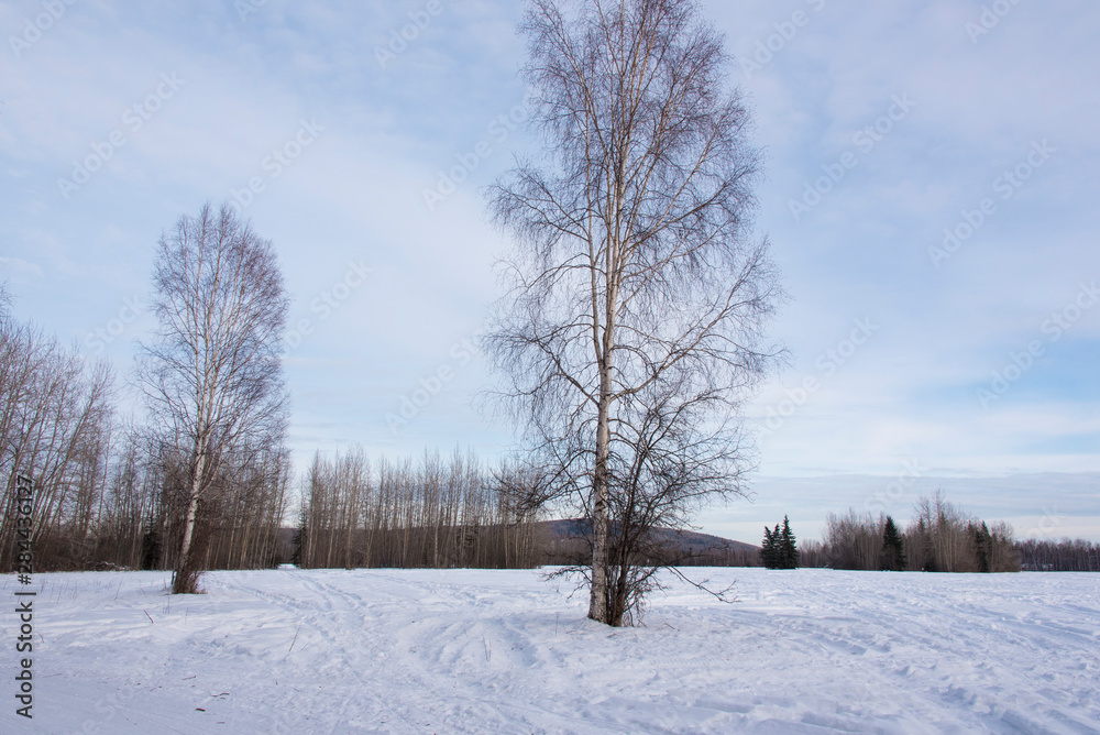 US, Alaska, Fairbanks. Creamer's Field Migratory Waterfowl Refuge Fields for migratory birds, cross country ski, hiking trails