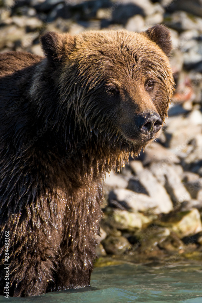 Grizzly or brown bear (Ursus arctos) at Crescent Lake, Lake Clark National Park and Preserve, Alaska, USA.