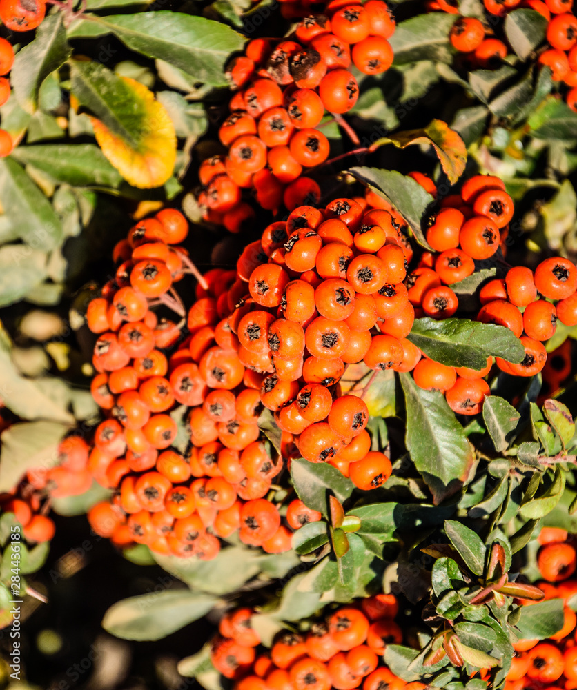 Orange autumn berries of Pyracantha with green leaves on a bush. Brush berry Orange autumn berries of Pyracantha with green leaves on a bush. Brush berry