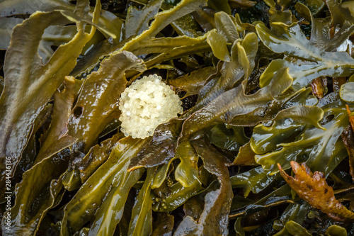 USA, Alaska. A clump of eggs nested in kelp at low tide.