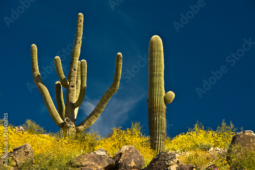 Saguaro, Tenderfoot Hills Park, Arizona, USA