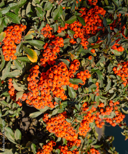 Orange autumn berries of Pyracantha with green leaves on a bush. Brush berry