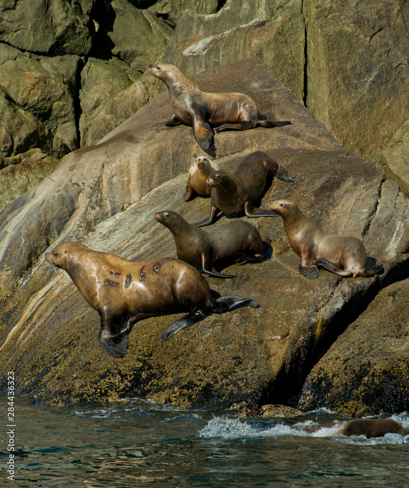 Fototapeta premium USA, Pacific Northwest, Alaska, Kenai Fjords National Park. Steller's sea lions taking it easy.
