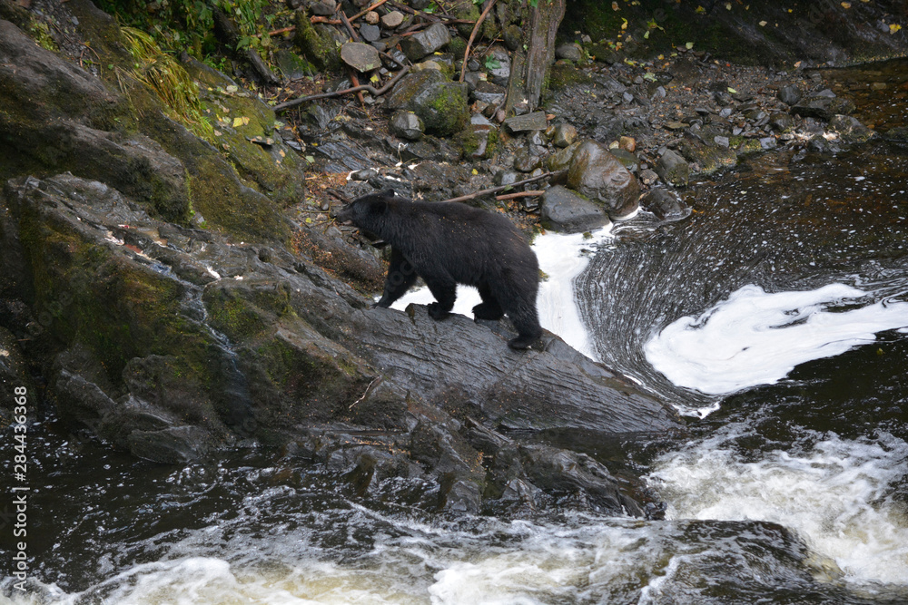 USA, Alaska, Traitors Cove, Margaret Lake Fish Ladder, Margarita Bay, near Ketchikan. Black bears trying to catch salmon. USA, Alaska, Traitors Cove, Margaret Lake Fish Ladder, Margarita Bay, near Ketchikan. Black bears trying to catch salmon.