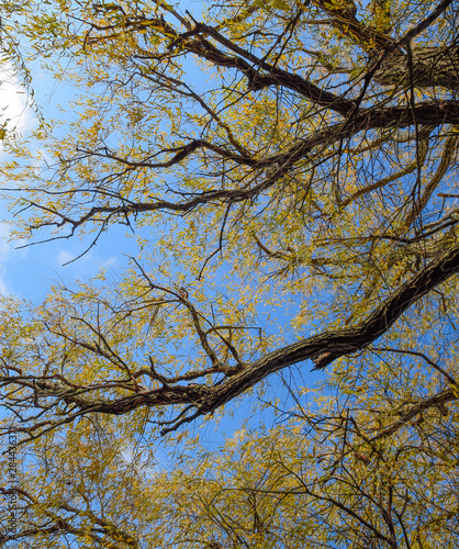 branches of willow against the sky. Yellow leaves.