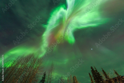 Viewing straight up at Corona  explosion of light  Aurora borealis  northern lights  near Fairbanks  Alaska