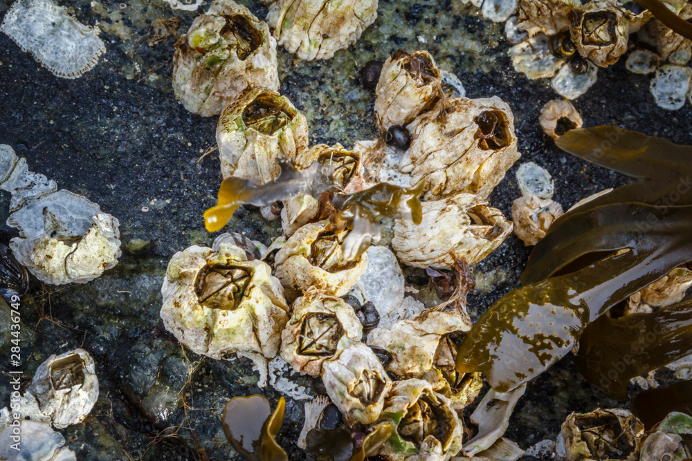 USA, Alaska. Barnacles, snails and kelp on a rock at low tide.