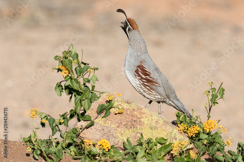 USA, Arizona, Amado. Male Gambel's quail on rock.