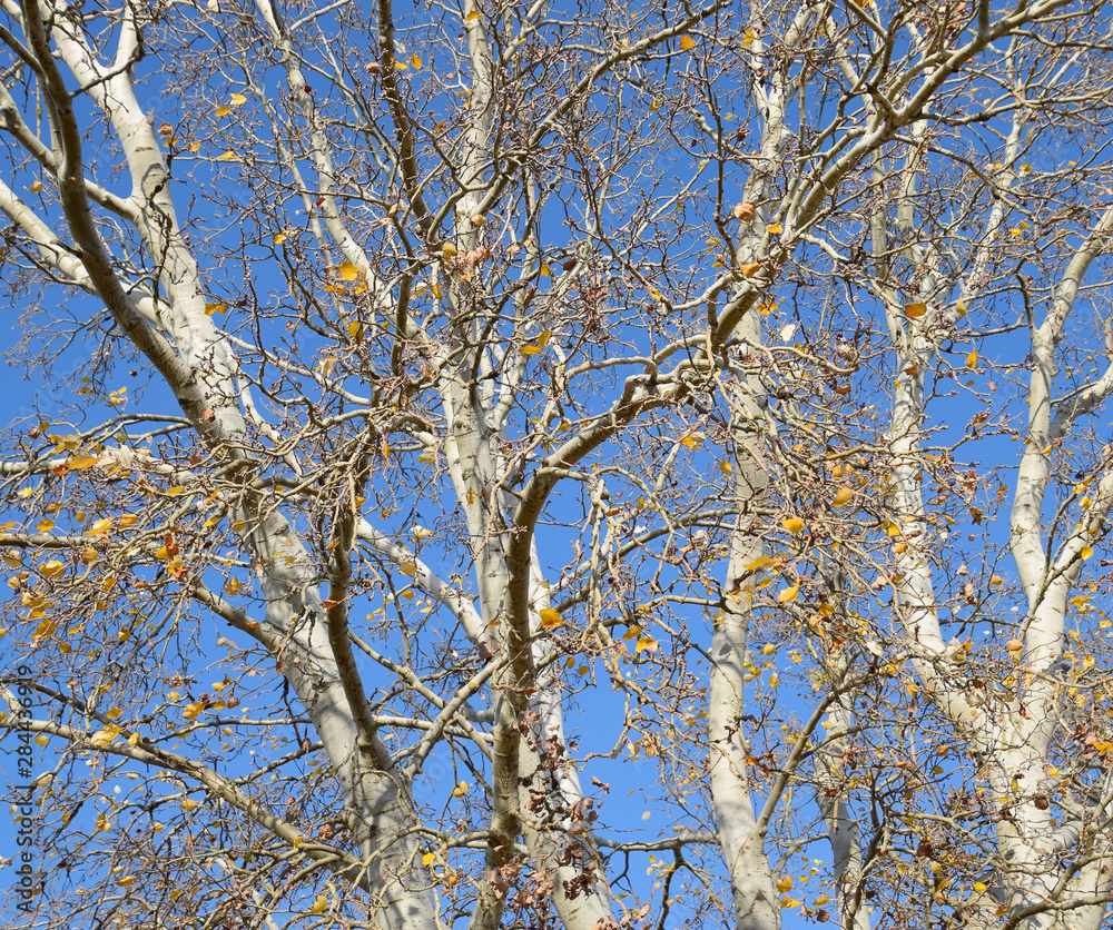 Background of the branches of a silver poplar. Autumn tree. Background of the branches of a silver poplar. Autumn tree.
