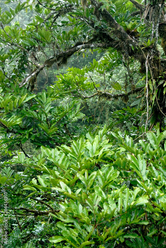 Central America  Costa Rica  Sarapiqui  Braulio Carrillo National Park. Rainforest views from the Rain Forest Lodge canopy tram.