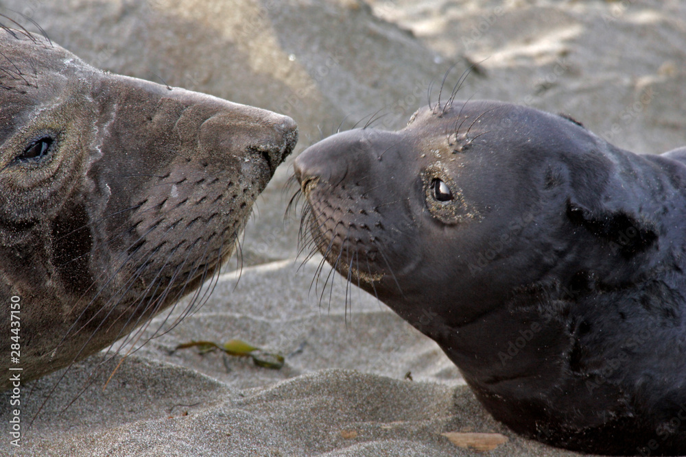 Naklejka premium USA, California, Piedras Blancas. Northern elephant seal mother and pup greeting. Credit as: Cathy & Gordon Illg / Jaynes Gallery / DanitaDelimont.com