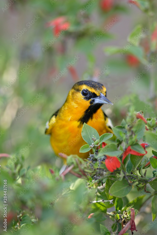 USA, Arizona, Phoenix. Close-up of Bullock's oriole in bush. USA, Arizona, Phoenix. Close-up of Bullock's oriole in bush.