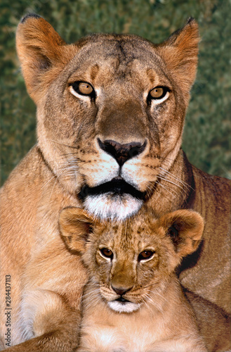 USA, California, Los Angeles County. Portrait of African lioness mother and cub at the Wildlife Waystation rescue facility. (captive) 