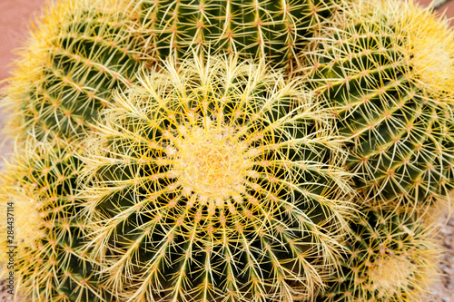 Tucson  Arizona  Usa. Close-up of a cactus at the White Stallion Dude Ranch