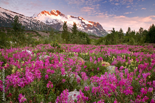 USA, Alaska, Alsek River Valley. View of wildflowers and Fairweather Range. Credit as: Don Paulson / Jaynes Gallery / Danita Delimont.com  photo