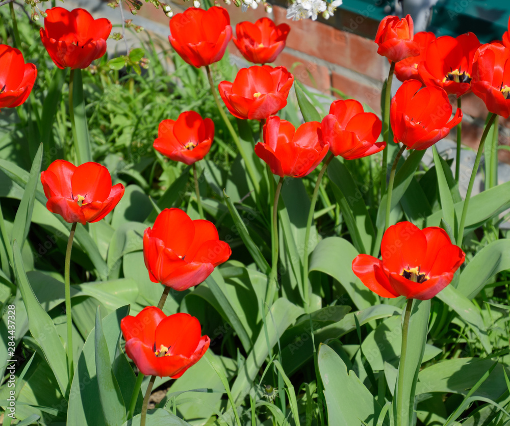 Fototapeta premium Red tulips bloom in the flowerbed. Flowering of tulips.