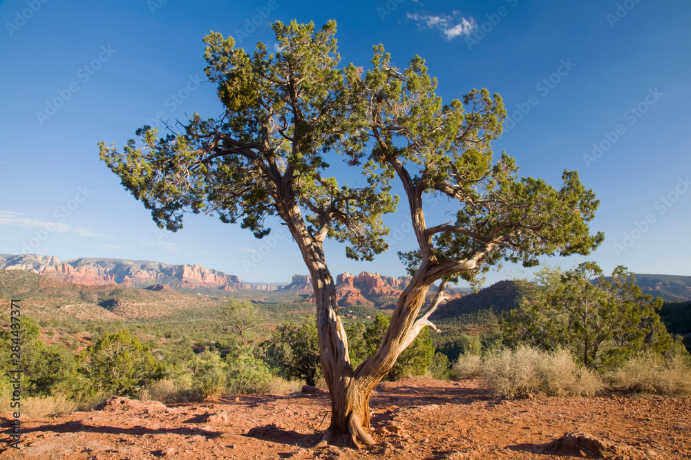Fototapeta premium AZ, Arizona, Sedona, Red Rock Country, Old Juniper tree, Cathedral Rock in the background