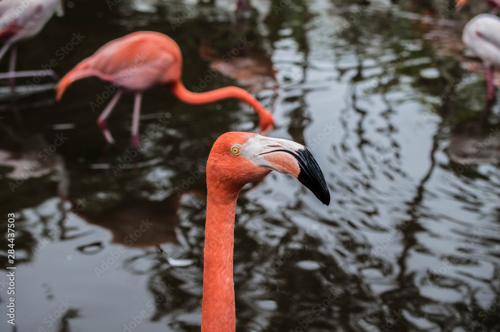 Fototapeta premium photos