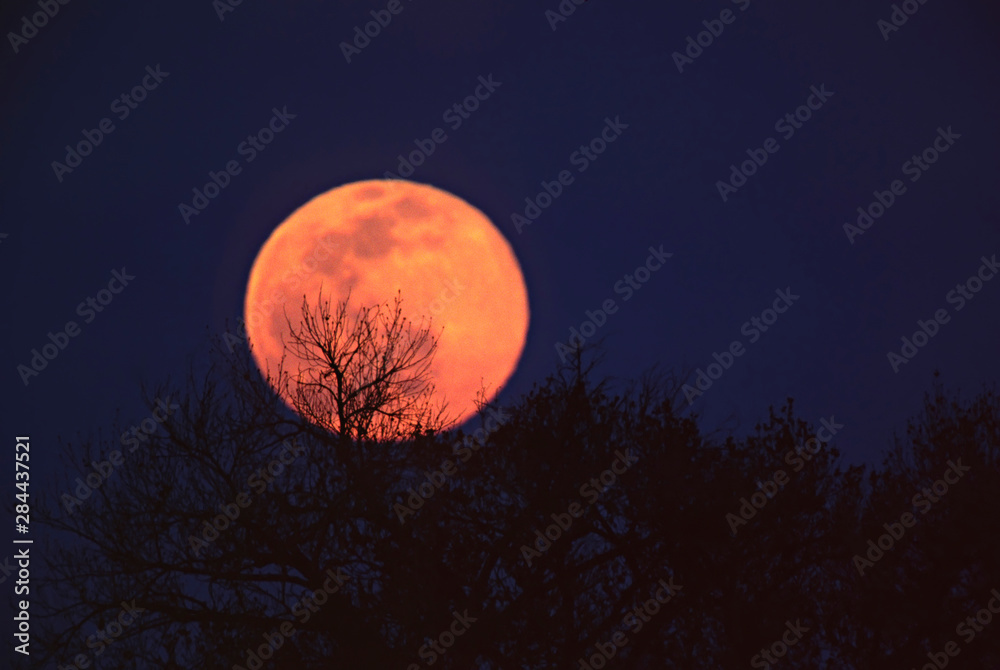 North America, USA, Arizona. A tree silhouetted against the full moon