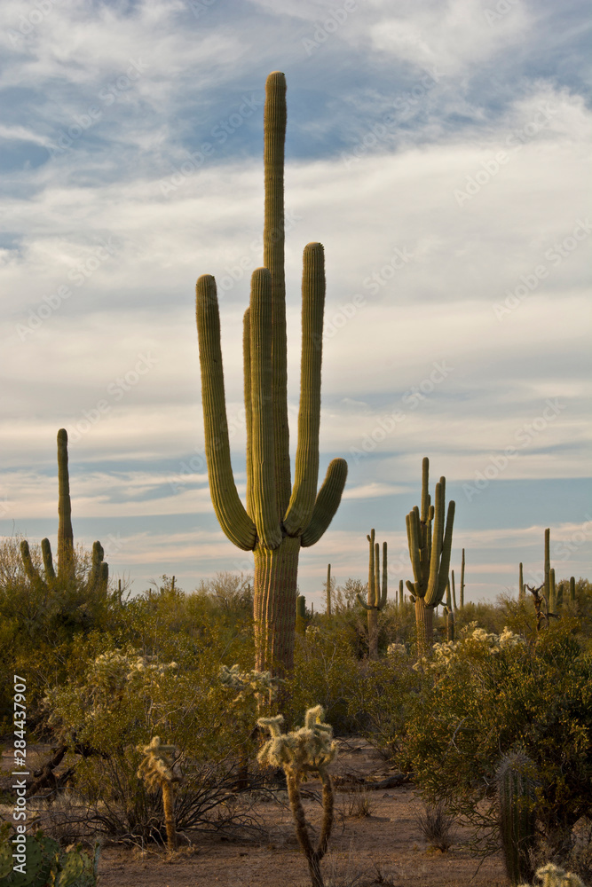 Saguaro, Saguaro National Park, Arizona, USA