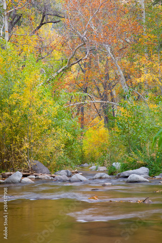Fototapeta Naklejka Na Ścianę i Meble -  AZ, Arizona, Oak Creek Canyon, Oak Creek and trees with fall color