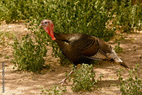 Wild Turkey, Danta Rita Lodge, Madera Canyon, Arizona, USA