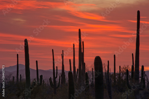 Sunset, Saguaro, Saguaro National Park, Arizona, USA
