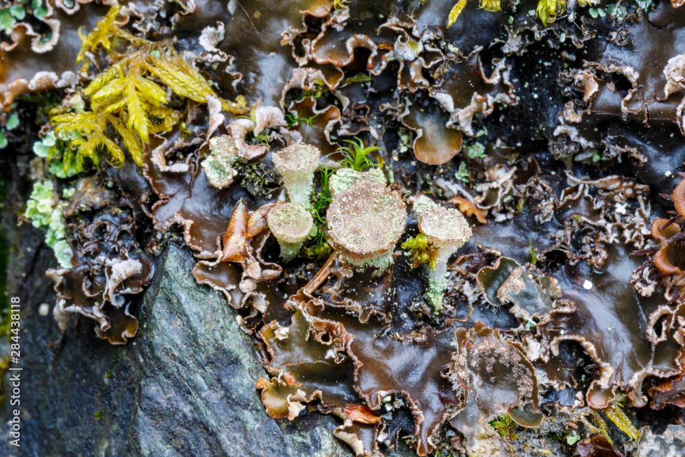 Fototapeta premium USA, Alaska. Close-up of a variety of lichen on a boulder in Southcentral Alaska.