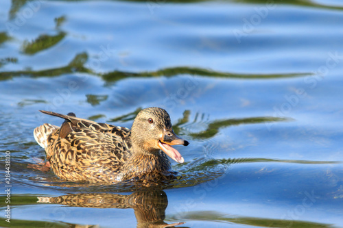 USA, Alaska. A female mallard duck quacking as she swims on a lake.