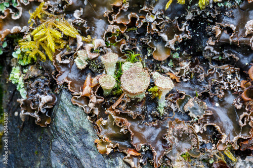 USA, Alaska. Close-up of a variety of lichen on a boulder in Southcentral Alaska. photo