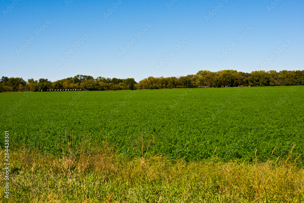 USA, Kansas, Minneapolis. Soybean field