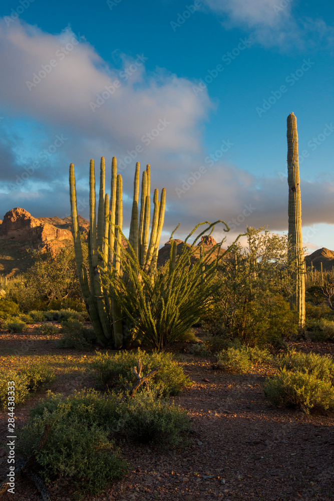 Usa, Arizona. Sunset over desert habitat, Organ Pipe Cactus National Monument.
