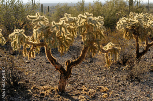 USA, Arizona, Organ Pipe Cactus National Monument. Chain Fruit Cholla (Opuntia fulgida) photo