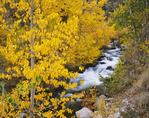 USA, California. Bishop Creek and aspen trees in autumn.  photo