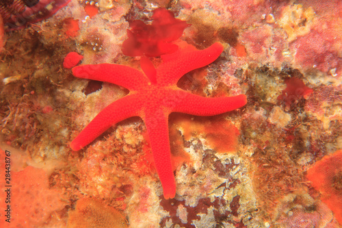 Blood Sea Star  Henricia leviuscula   Saint Lazerius Island near Sitka  Southeast Alaska  USA
