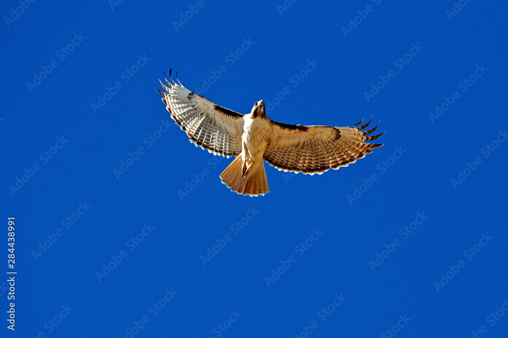Obraz premium A pale morph red-tailed hawk (Buteo jamaicensis) nests in the arms of a saguaro cactus in Organ Pipe Cactus National Monument in the Sonoran Desert of Arizona.