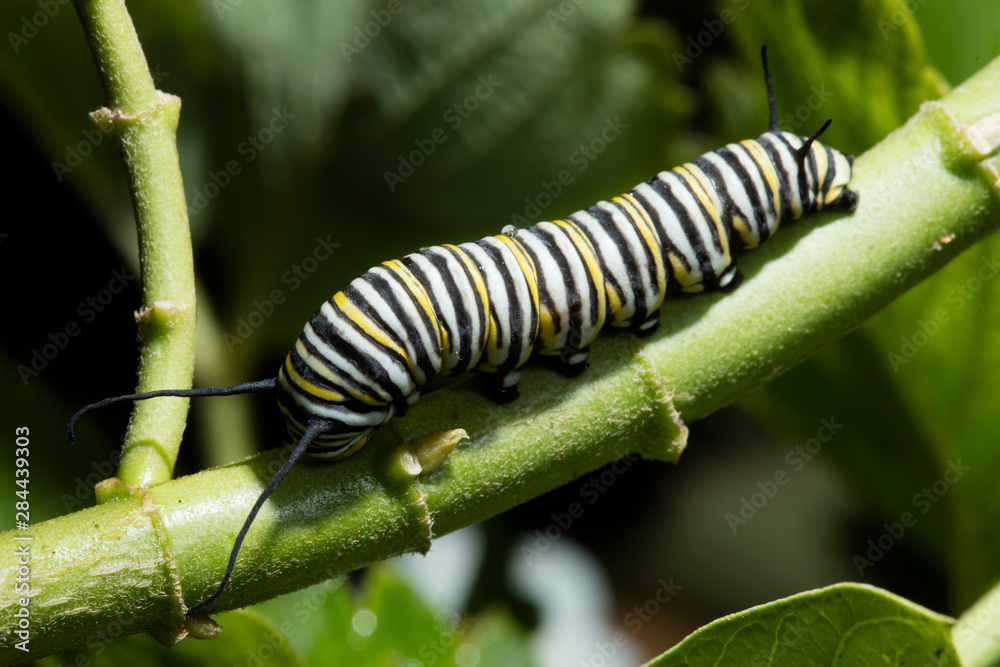 USA, California. Monarch butterfly caterpillar close-up. Credit as: Christopher Talbot Frank / Jaynes Gallery / DanitaDelimont.com