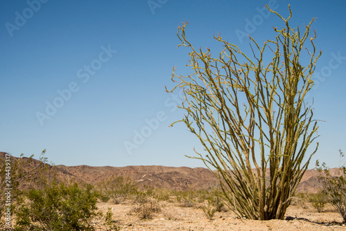 USA, Southern California, Drought Spotlight number 3, Rte 66 Expedition, Joshua Tree National Park, ocotillo cactus in Colorado Desert (part of the Sonoran Desert)