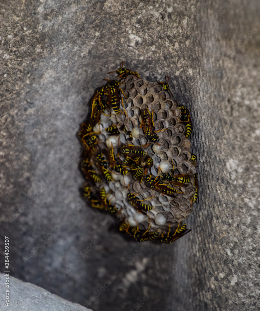nest of a family of wasps which is taken a close-up. nest of a family of wasps which is taken a close-up.